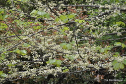 Cercis canadensis 'Alba' — photo 3